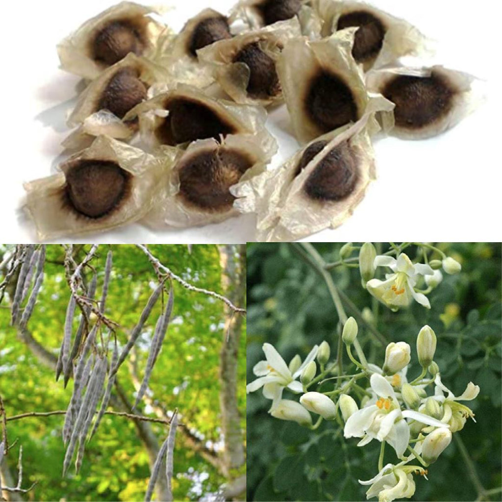 MORINGA OIL (Moringa Oleifera Seed Oil)