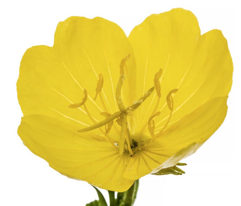 EVENING PRIMROSE OIL (Oenothera Biennis Seed Oil)