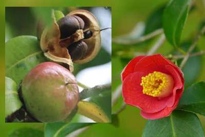 CAMELLIA OIL (Tea Seed Oil)