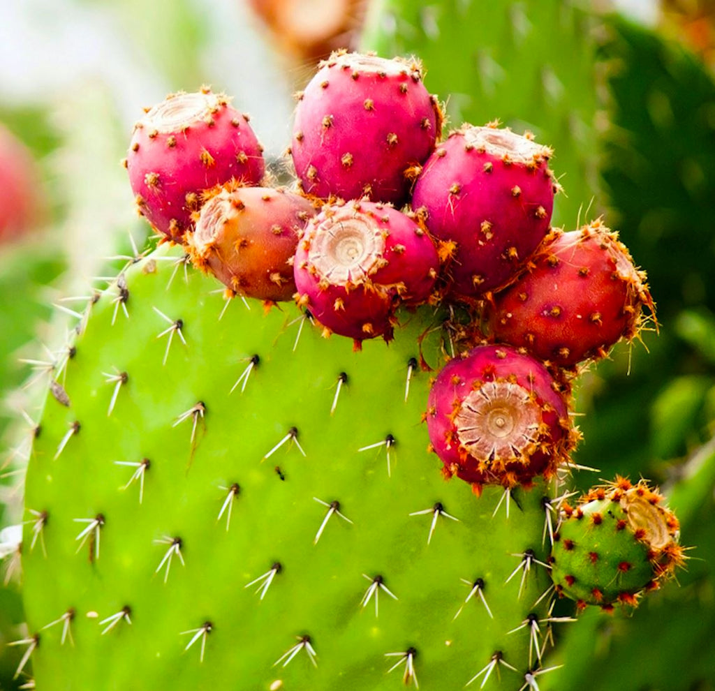 PRICKLY PEAR OIL (Opuntia Ficus Indica Seed Oil)