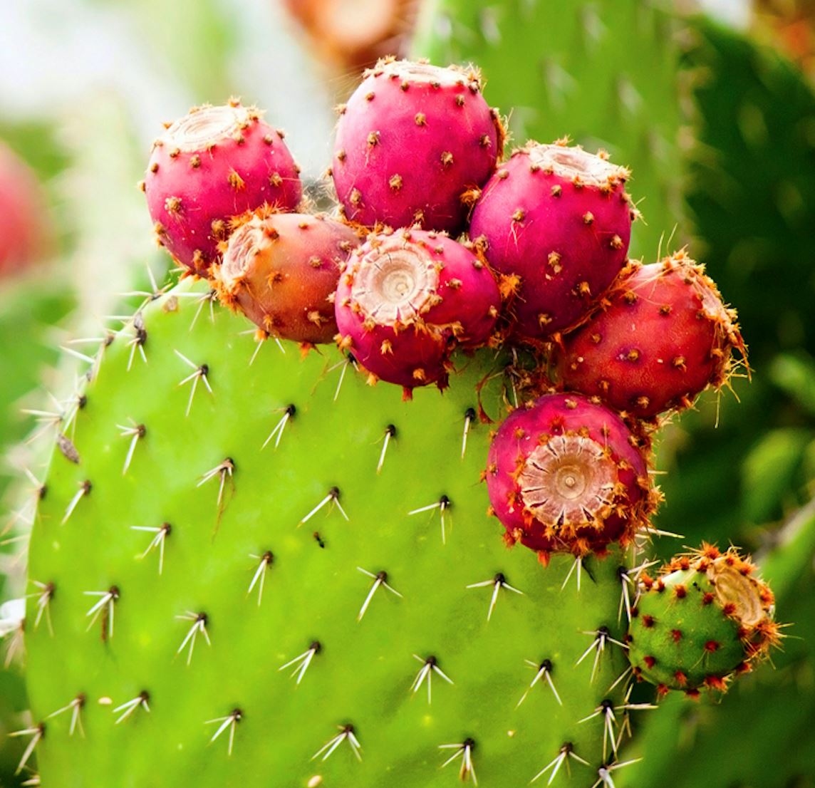 PRICKLY PEAR OIL (Opuntia Ficus Indica Seed Oil)